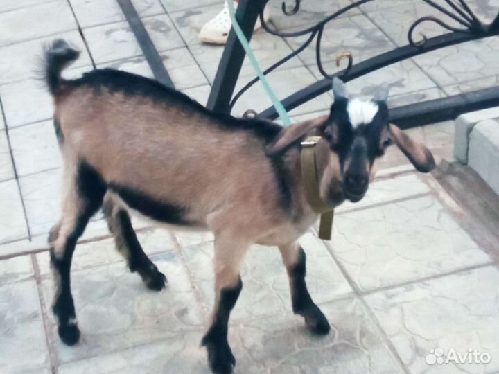 Козленок нубийский
