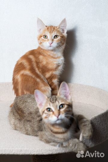 Котенок курильского бобтейла