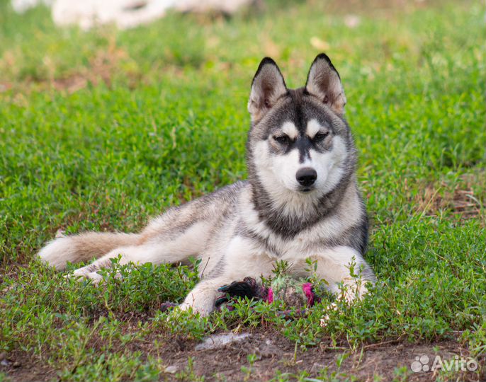 Девочка хаски