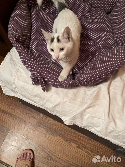 Котята в добрые руки даром