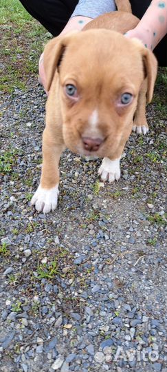 Щенки девочки Аланской породы отдаю бесплатно