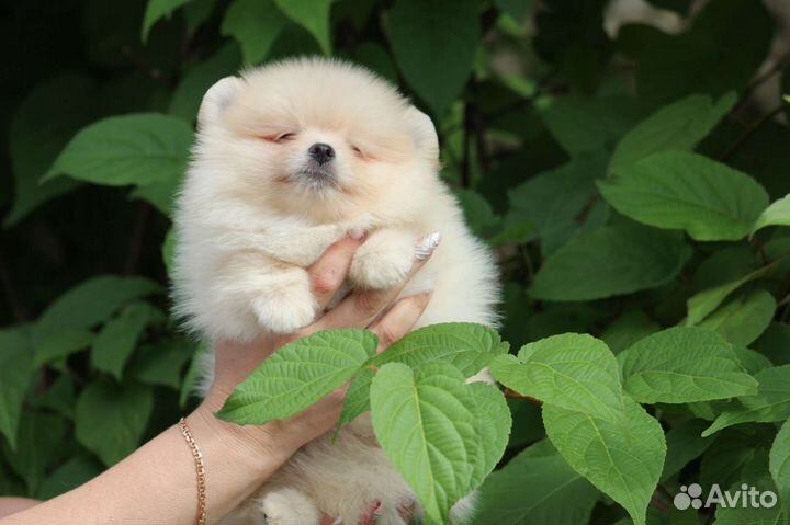 Мальчик крем с РКФ