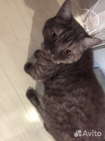 Британский кот