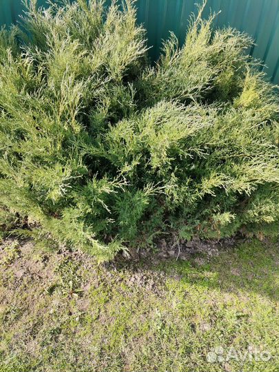 Можжевельник