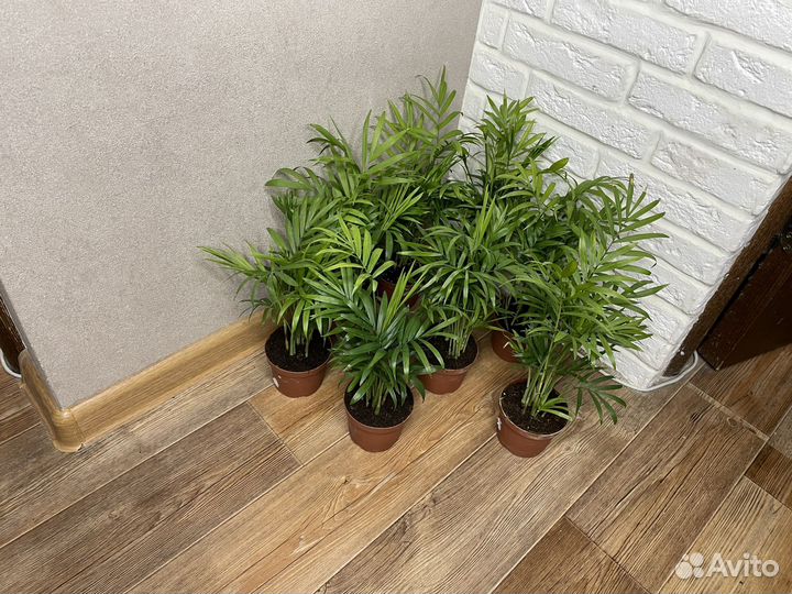 Пальма хамедорея комнатные цветы