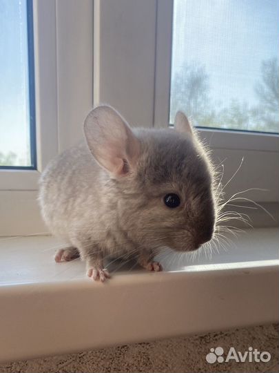 Малыши шиншиллы