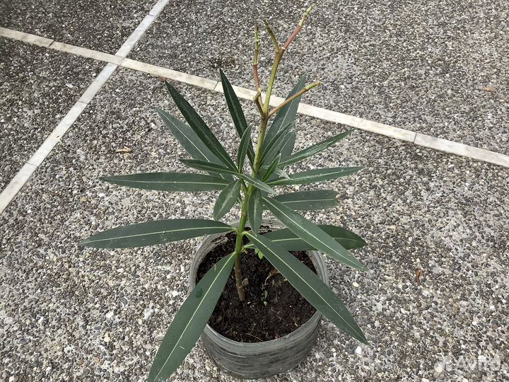 Агава пальма олеандр алоэ юкка