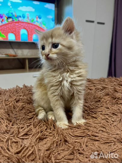 Рыжий котенок