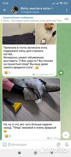 Груминг кошек на дому