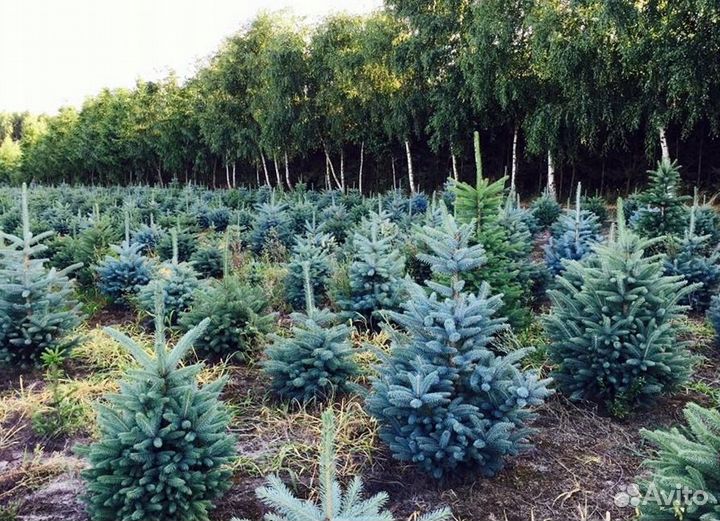 Лапник еловый