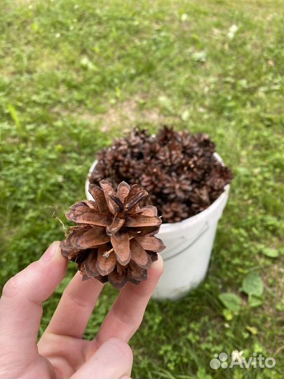 Шишки сосновые