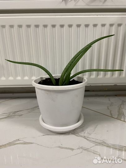 Традесканция