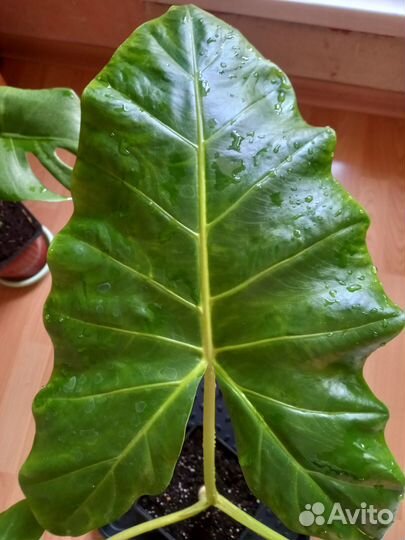 Алоказия Лютея Лайм 60см