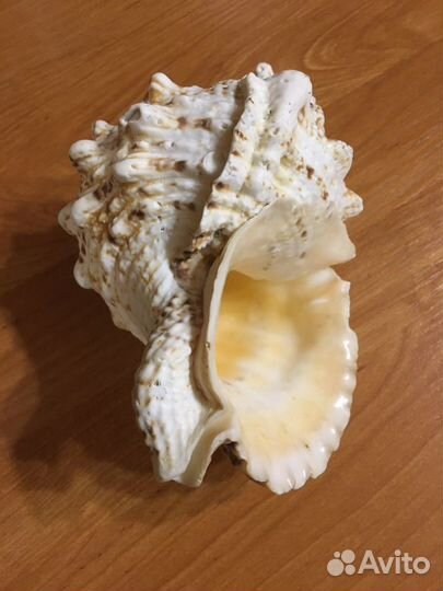 Ракушка морская