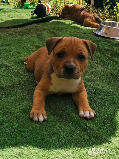 Стаффордширский бультерьер