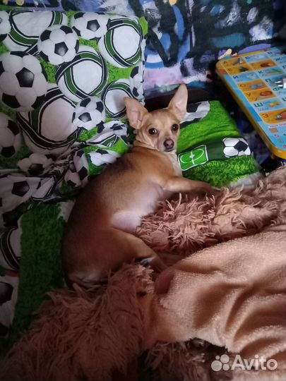 Нужен кобель для вязки