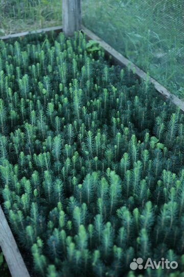 Саженцы голубой ели