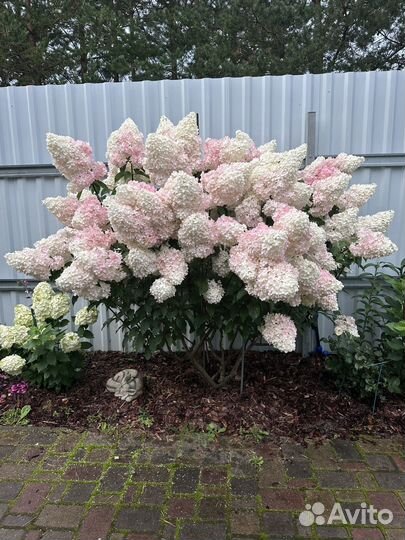 Гортензия метельчатая Ванила фрайз