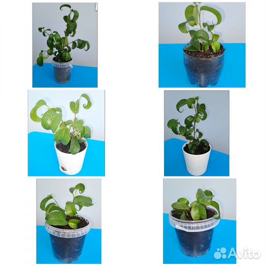 Фикус букле,пестролистный,ирэн,регидан,микрокарпа