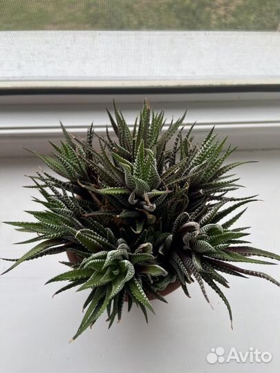 Комнатные цветы от 300