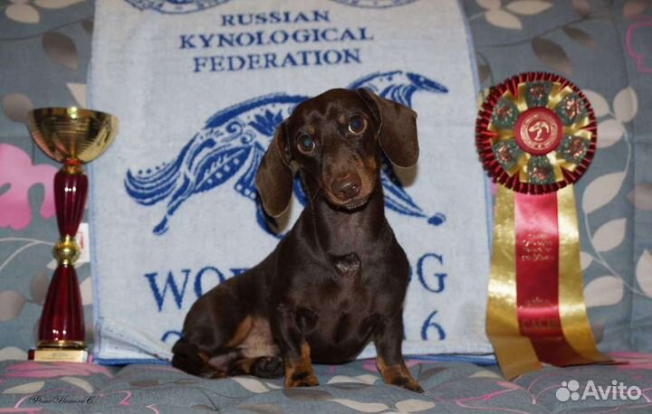 Кроличья такса кобель для Вязки РКФ