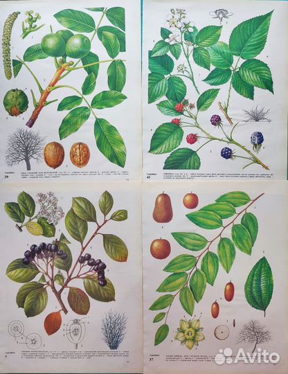 Ботанические иллюстрации фрукты, овощи