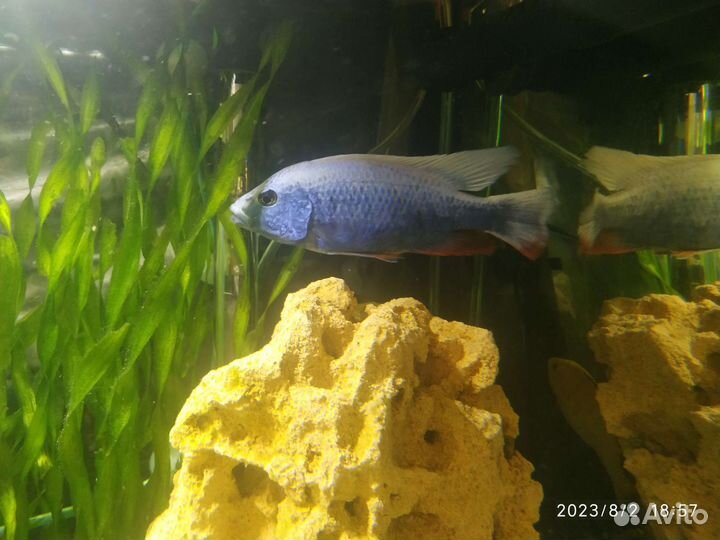 Малавийские цихлиды