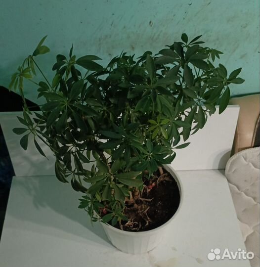 Домашние цветы