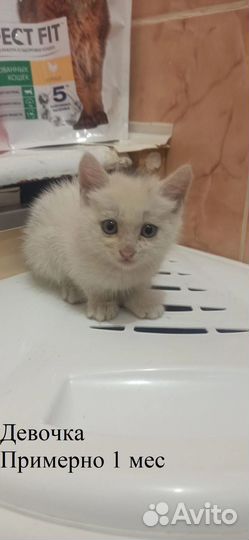 Котята в добрые руки бесплатно