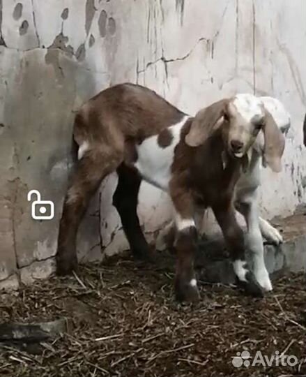 Нубийский козлик