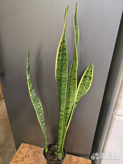 Сансевиерия сортовая Лауренти