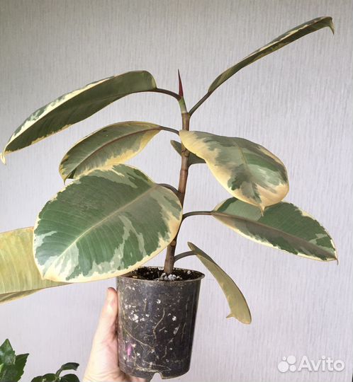 Фикус Тинеке