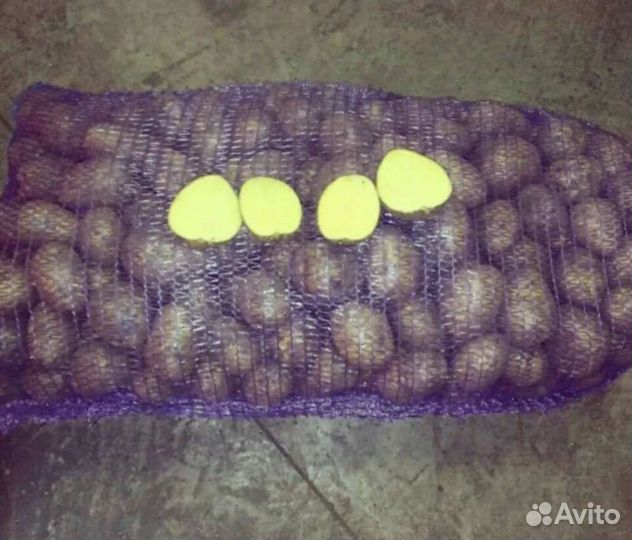 Семенной картофель королева анна и розовый