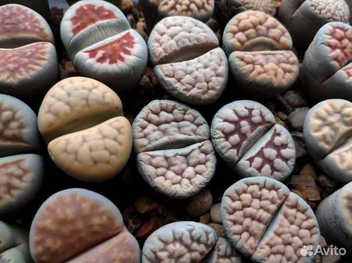 Суккуленты 07 (Литопсы, Lithops)