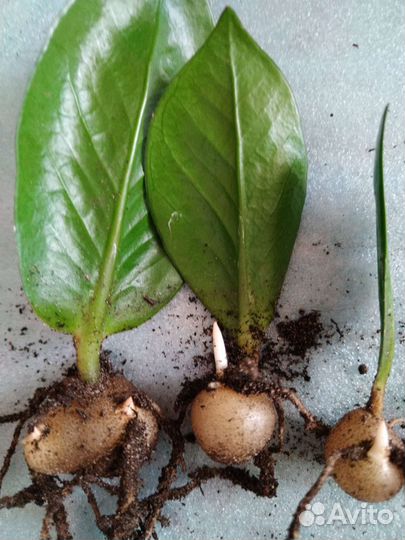 Доллоровое дерево замиокулькас