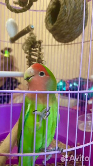 Попугай Киви