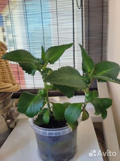 Каланхоэ лечебное