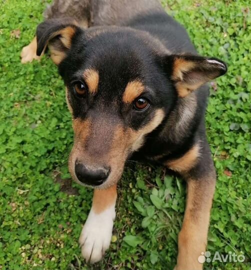 Собака парень ищет дом