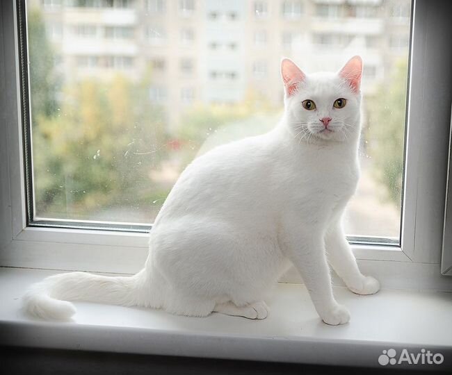 Красавица Сима ищет семью