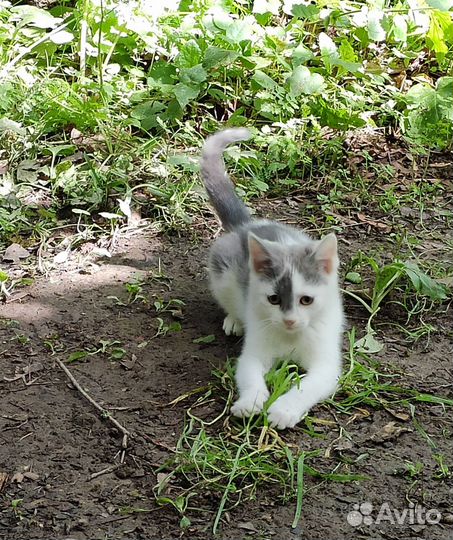 Кисточка ищет дом