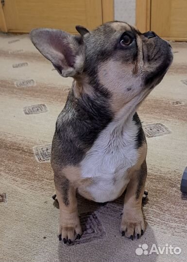 Французский бульдог щенки