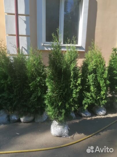 Туя западная