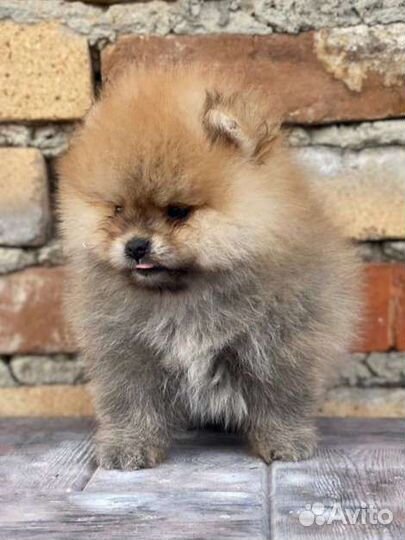 Померанский шпиц мини мальчик
