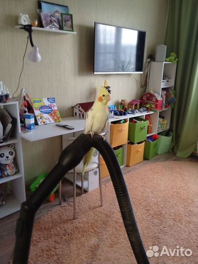 Продам попугая. Бронь