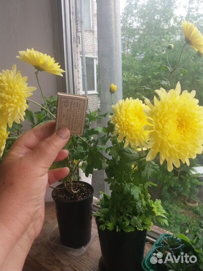 Комнатные хризантемы