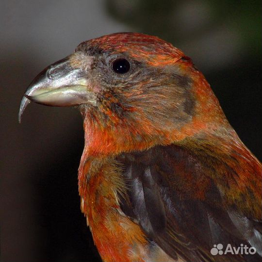 Певчие птицы