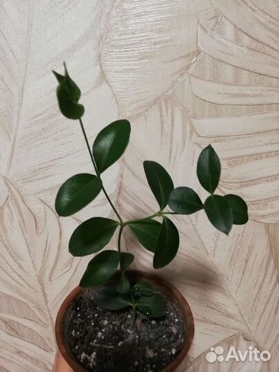 Фикус 