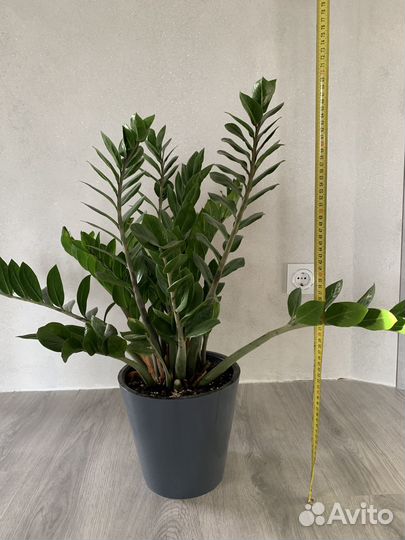 Замиокулькас