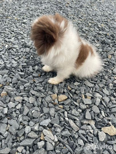 Померандия