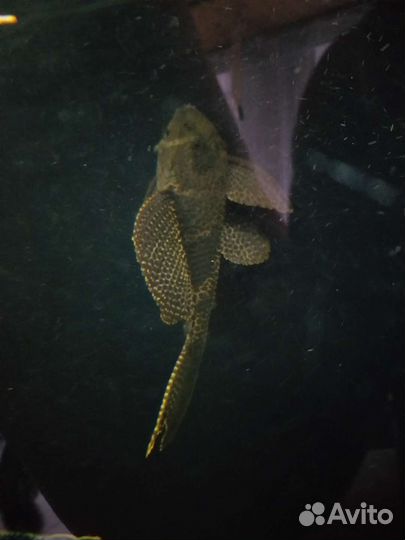 Птеригоплихт сом